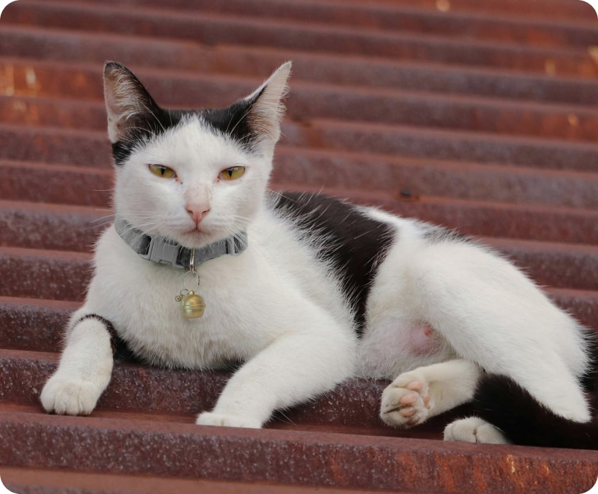 45 gps tracker betls for cats
