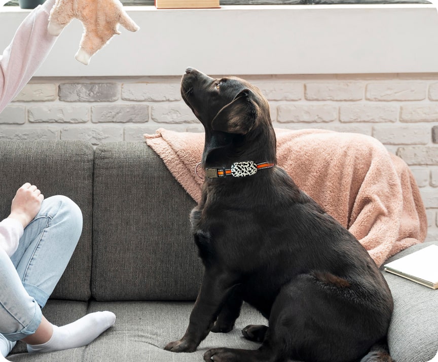 45 gps tracker betls for dogs