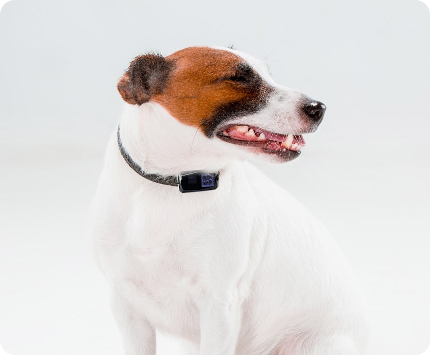 45 gps tracker betls for pet dogs