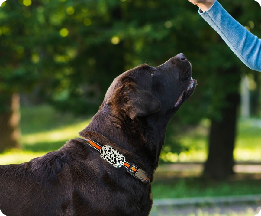 45 gps tracker comfort betls for cats