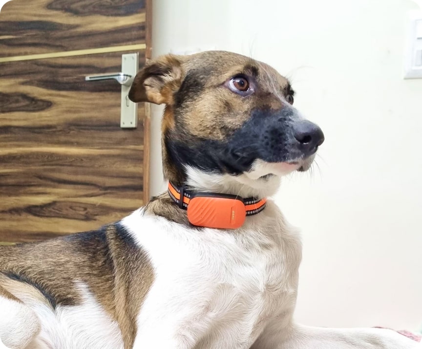 45 gps tracker orange betls for cats