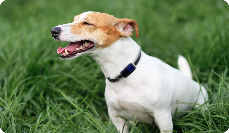 Gemstone Tracker for dog pets G12P belt