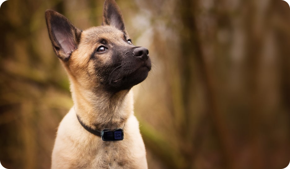 Gemstone Tracker for pets G12P dog belt