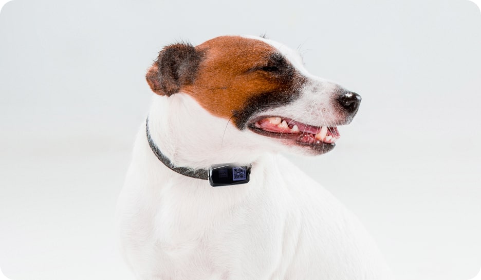 Gemstone Tracker for pets G12P dog comfort belt