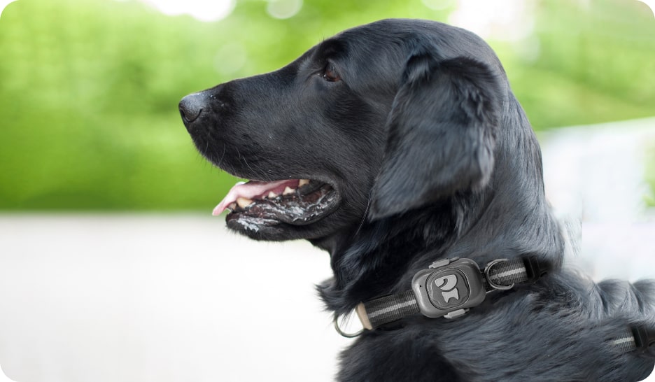 Metal pet tracker balck dog belt