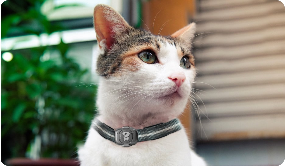Metal pet tracker cat belt
