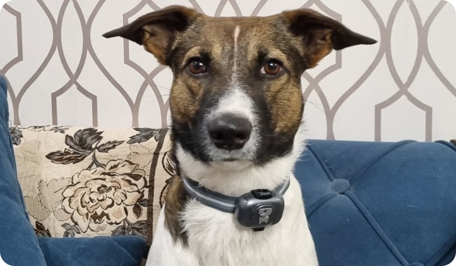 Metal pet tracker dog belt