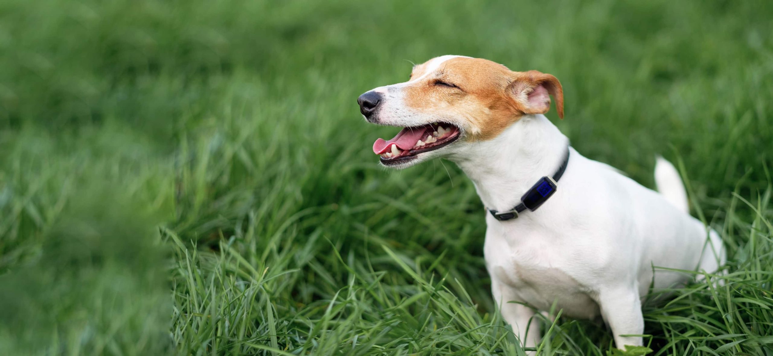 Pet tracker portable easy to use scaled