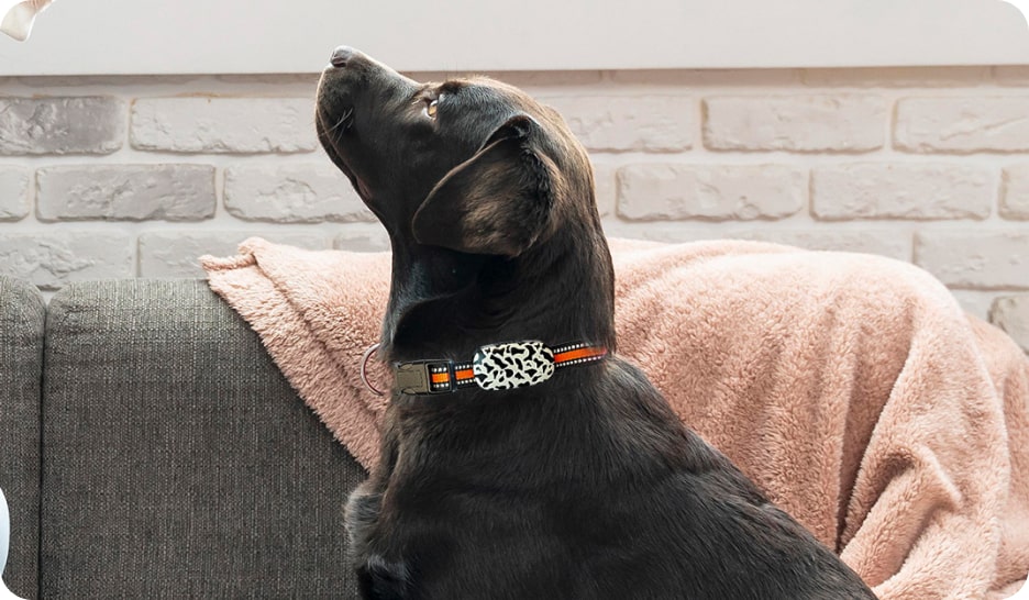Smart Pet GPS Tracker G61dog belt
