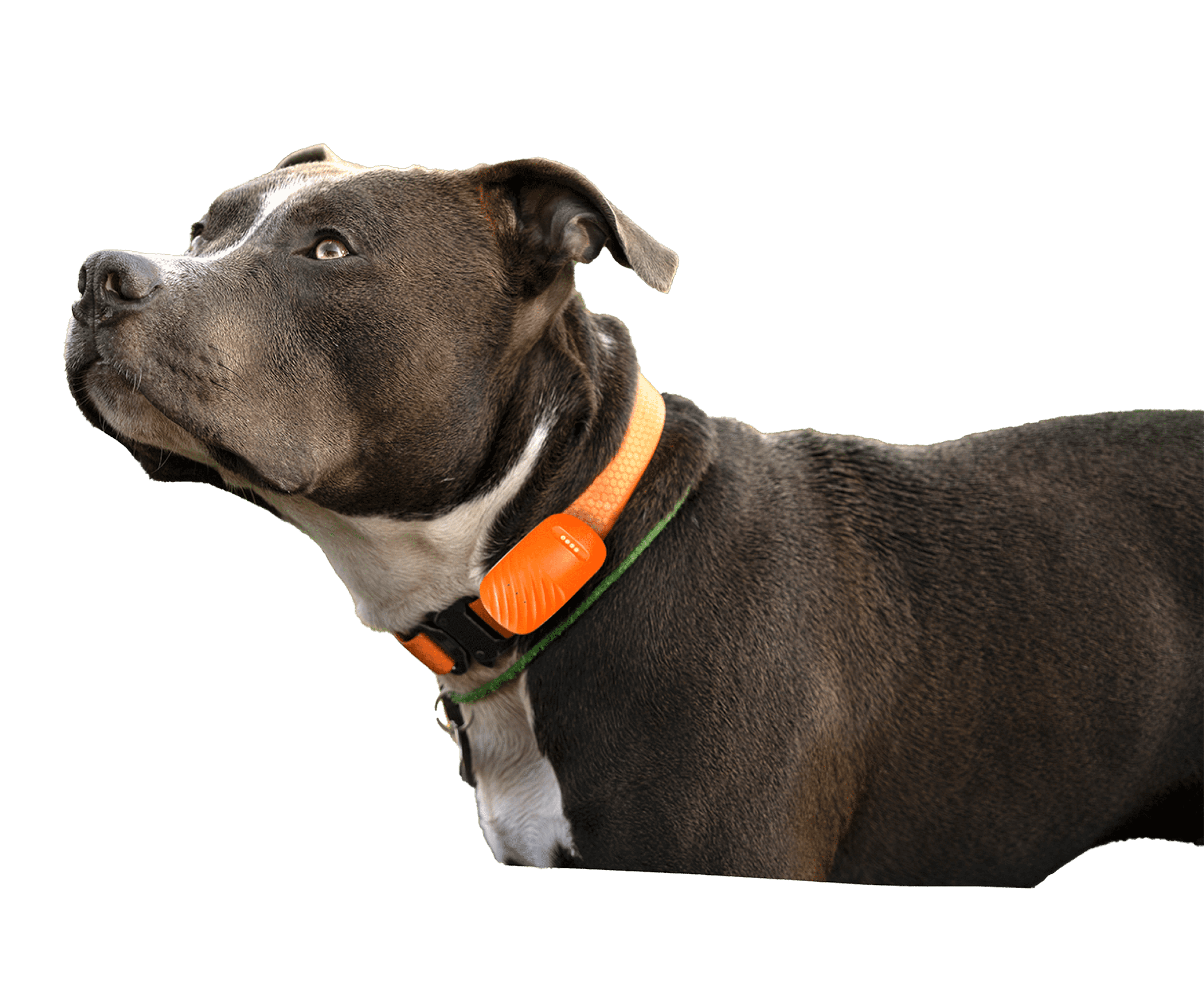 Track you pets location
