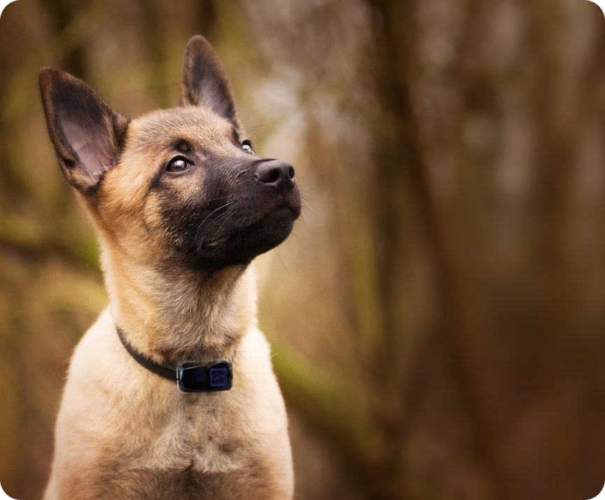all dogs gps pet tarcker