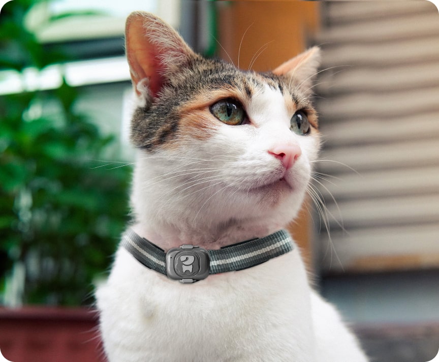 cat gps tracker