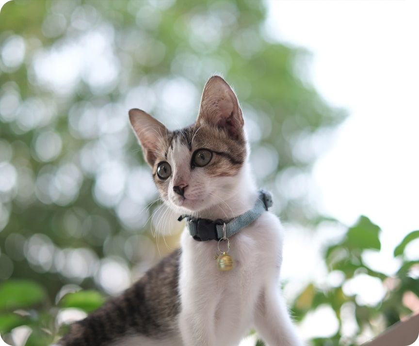 cat pet tracker
