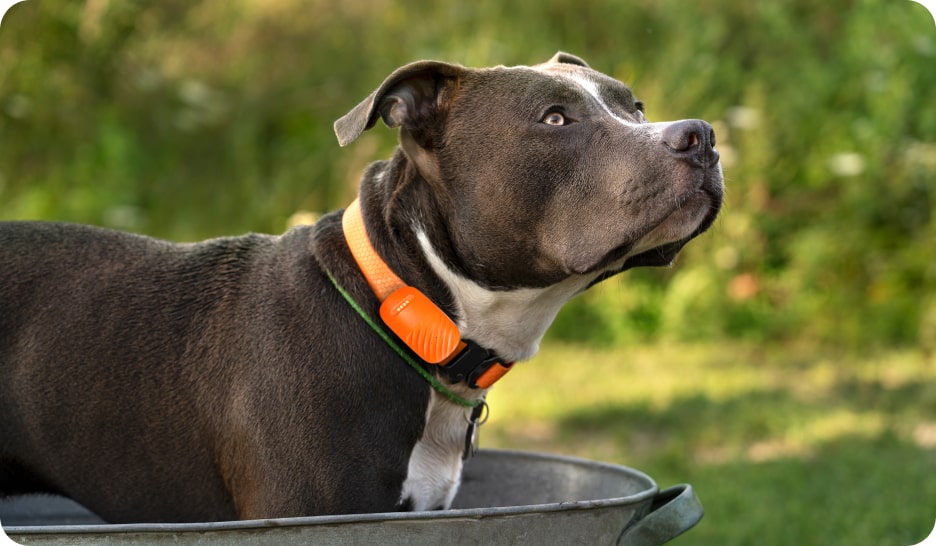 comfort wear dog pet tracker