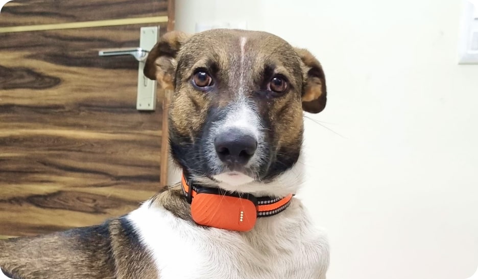 dog wear pet tracker