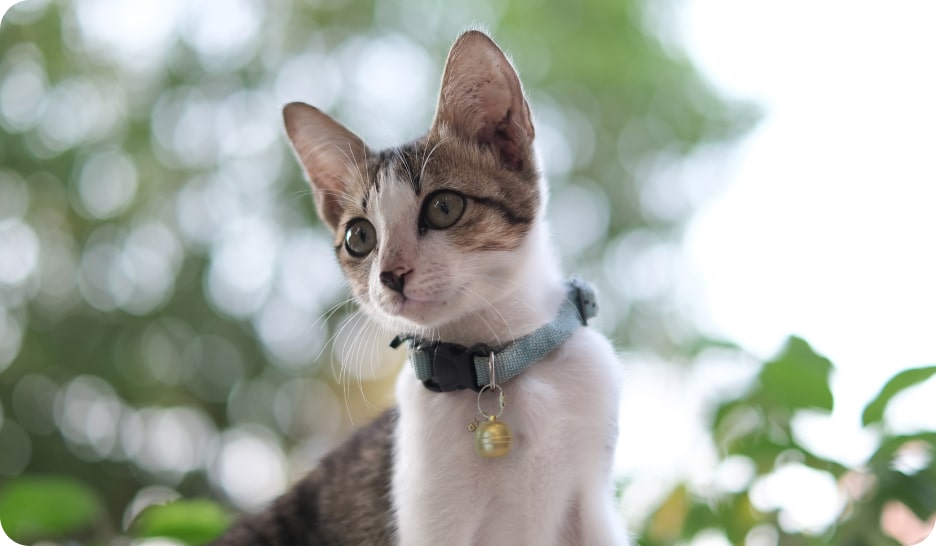 g15bell cat belt