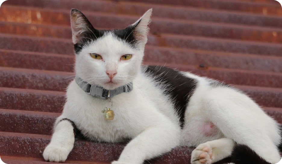 g15bell cat comfort belt