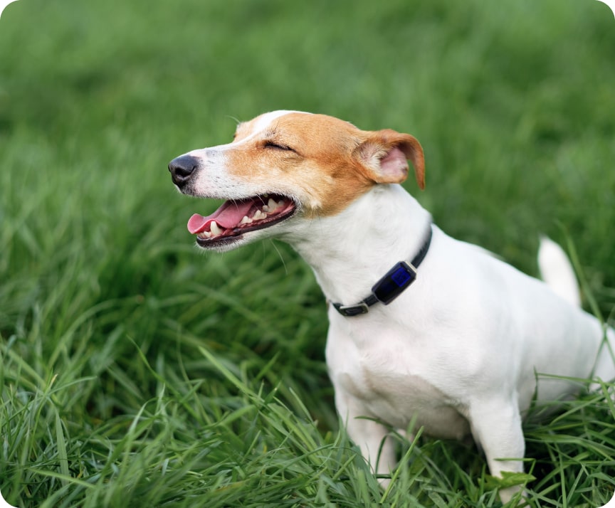 pet tracker