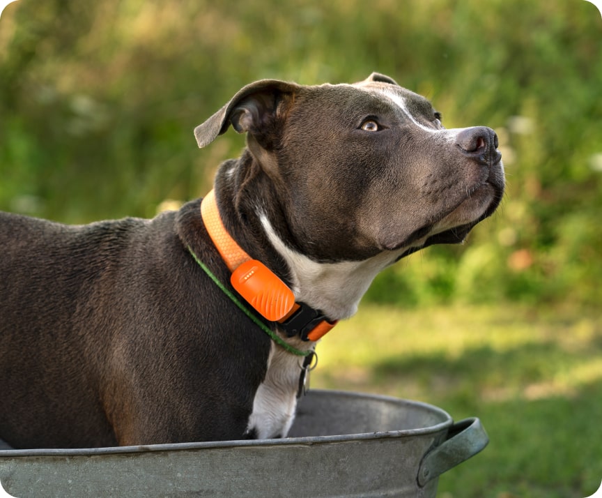 pitbull comfort pet