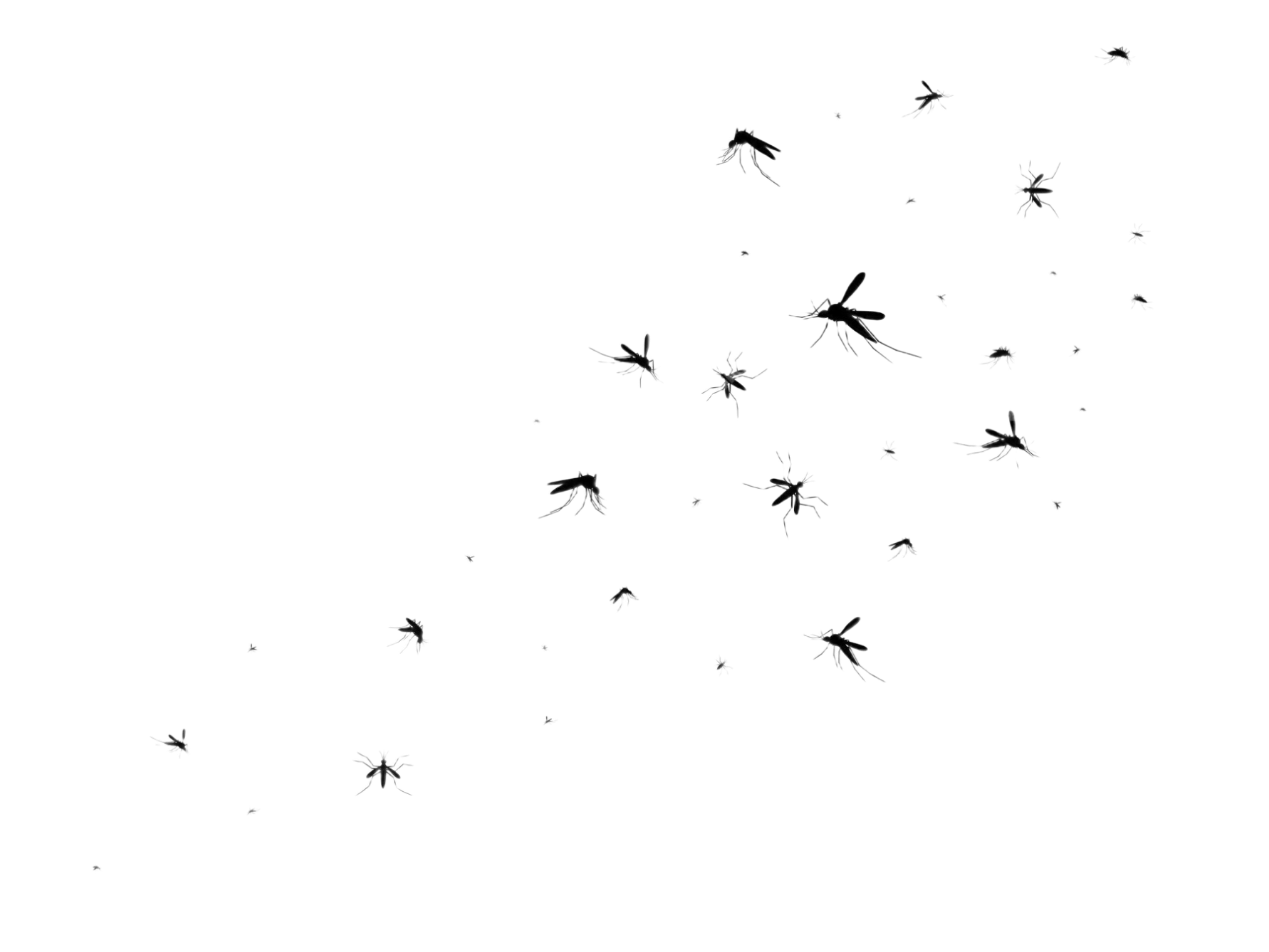 Mosquito Baits