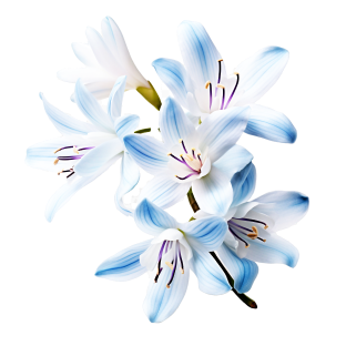 aroma fragrance icon
