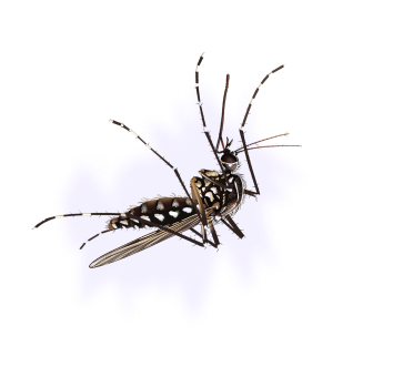 mosquitos